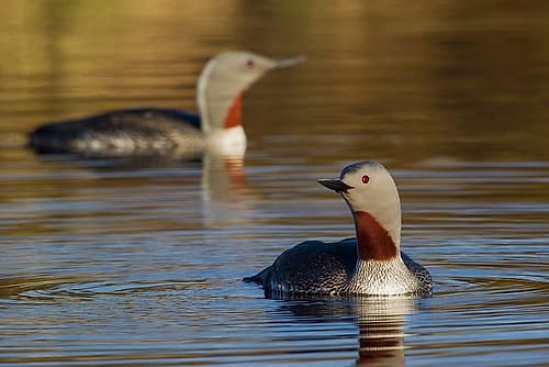 Red-throated Loon Pair Wildlife Print